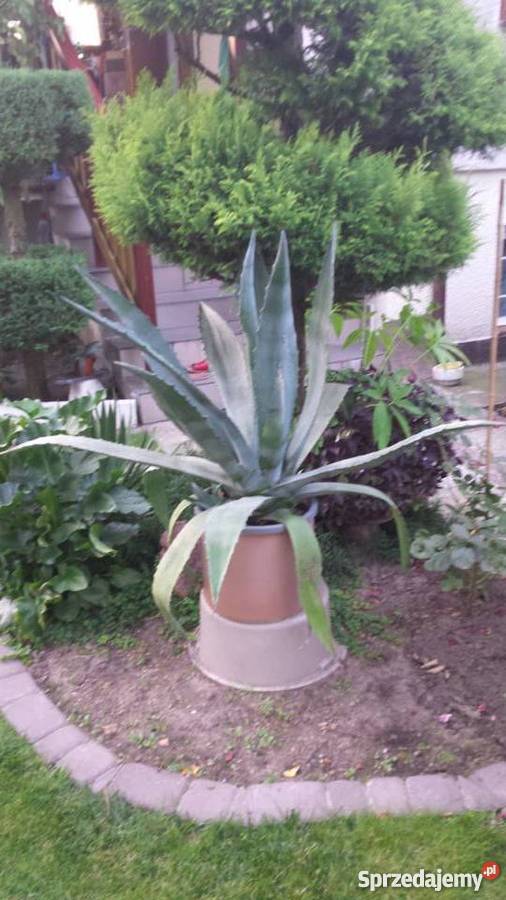 kaktus agawa Bydgoszcz