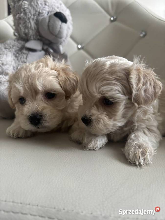 Maltipoo Sunia F1 śląskie Częstochowa