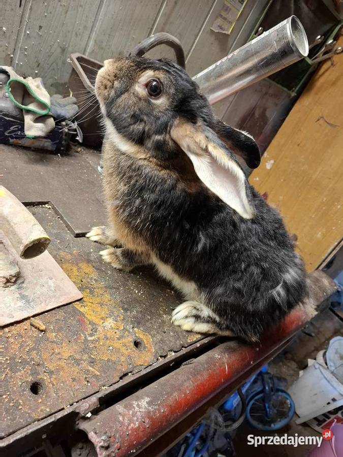 Krolik mieszany samica podkarpackie Frysztak