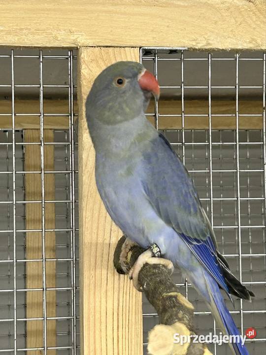 Aleksandretty Obrożne z DNA Ptaki małopolskie