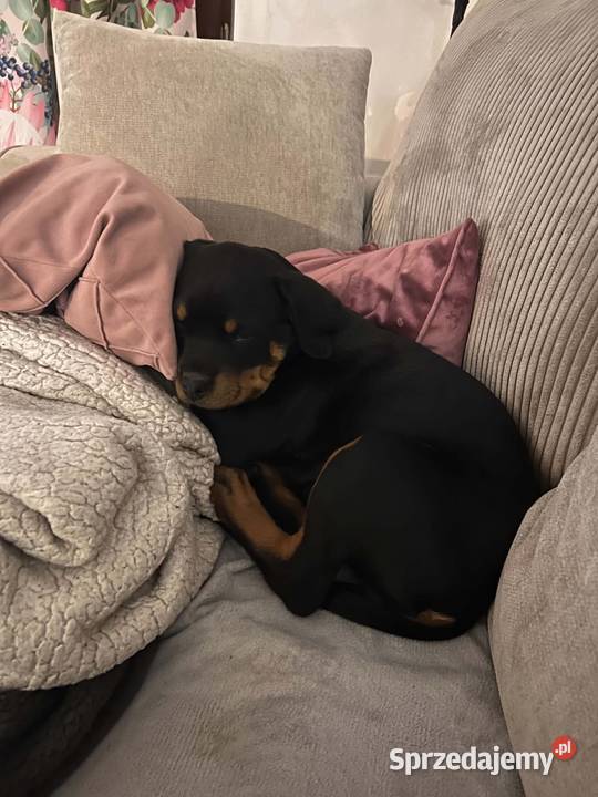 Szczeniak rottweiler suczka Lublin