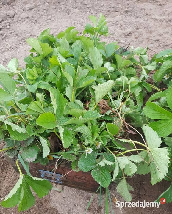 Sadzonki truskawek honeoye Tuliszków