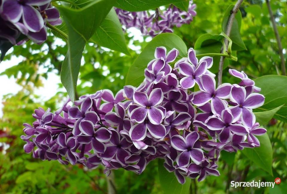 Bez lilak dwukolorowy Olesno