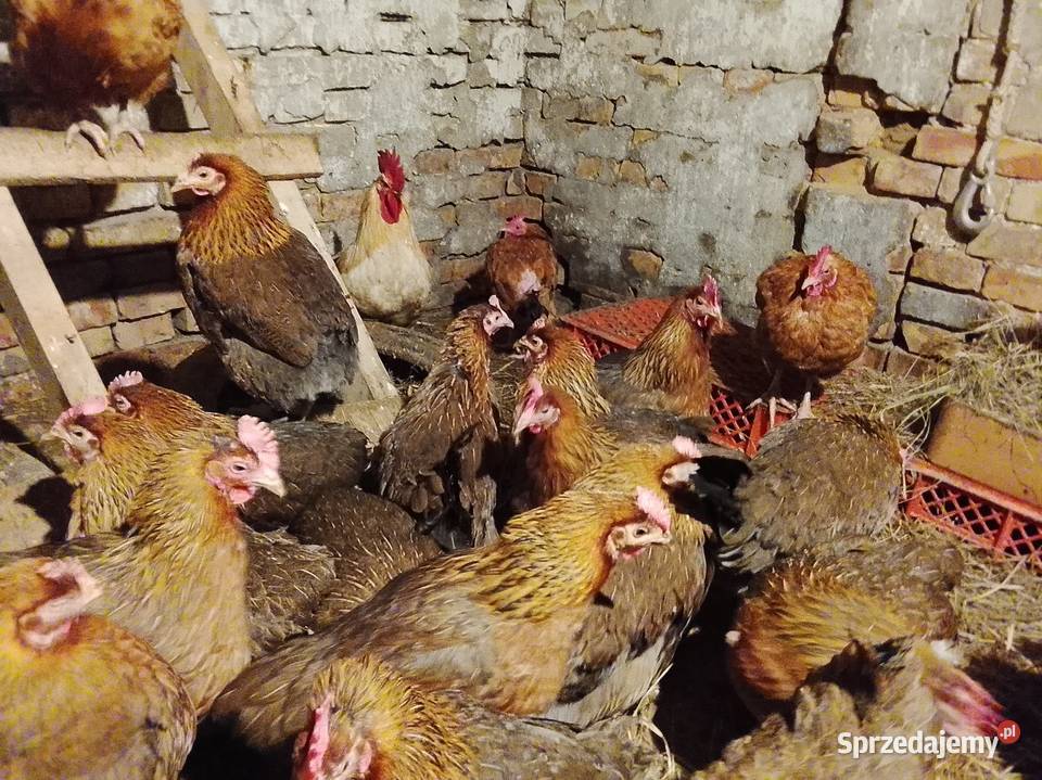 ZIELONONOZKI kurki nioski