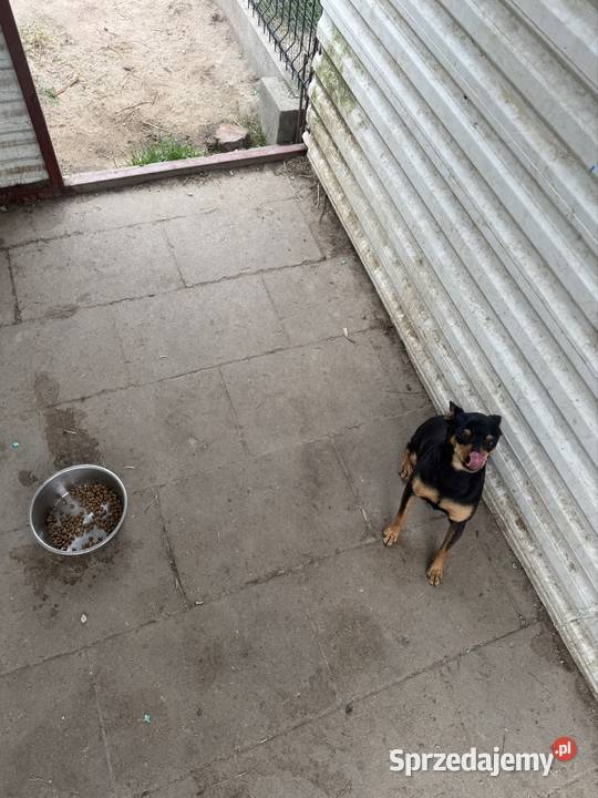 Ratlerek suczka 15 roku Radom sprzedam