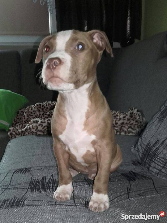 Pit bull