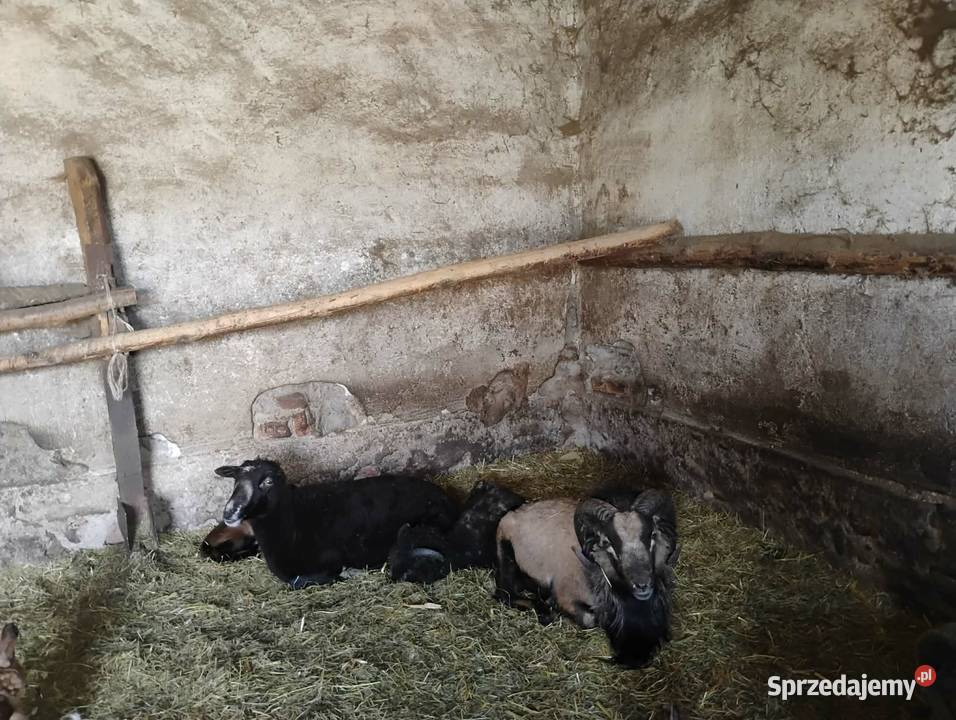Sprzedam barany i owce Brzozowica Duża