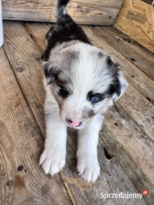 Piesek Border collie blue merle
