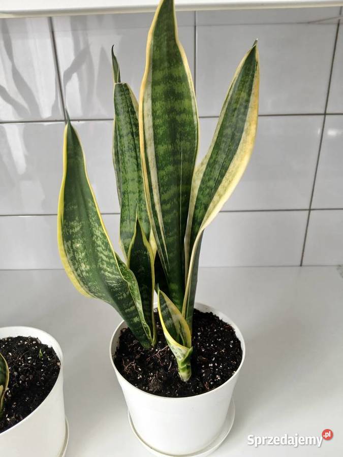 Sansewieria Futura Superba Sansevieria 57