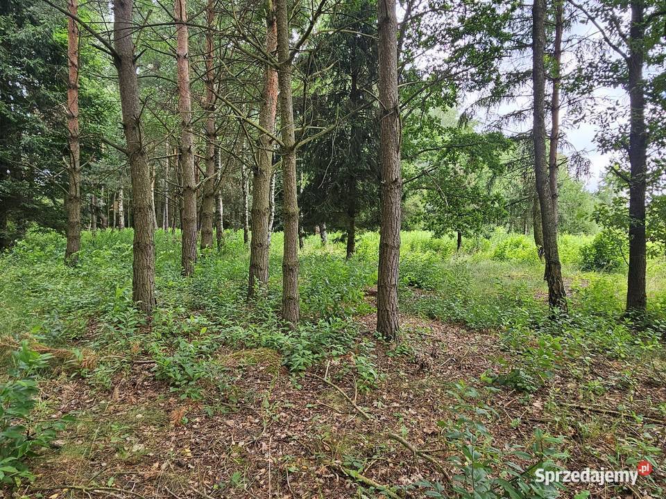 Działka budowlana 6000 m2 JEZIOROLAS 83zł/m2 Drogoszowice