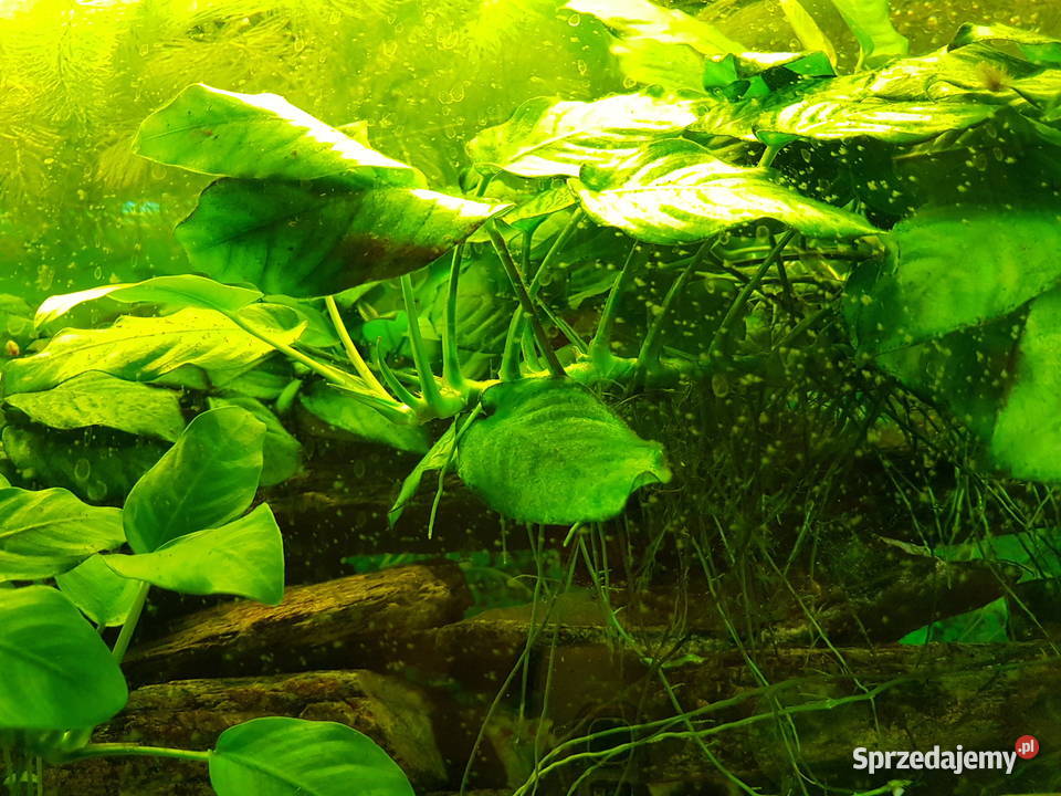 Anubias roślina akwariowa podkarpackie Mielec