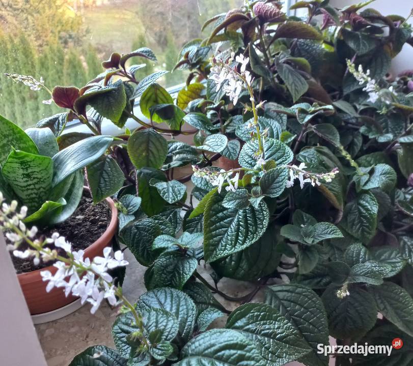 Kwiat Komarzyca Kompozycje kwiatowe sprzedam