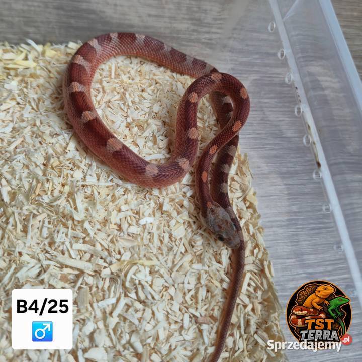 Młode węże zbożowe Gady i płazy Starachowice