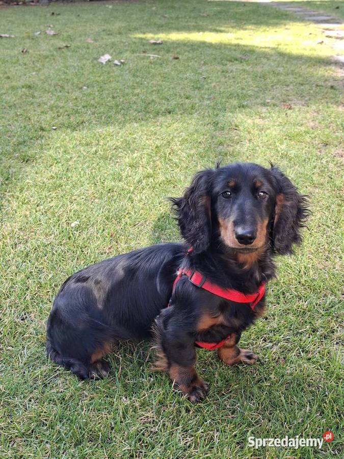 Jamnik długowłosy suczka 55 miesiąc Psy Żyrardów sprzedam