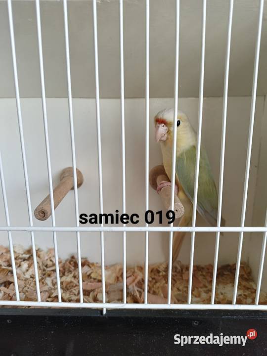 Rudosterki mutacje Transport świętokrzyskie Stopnica sprzedam