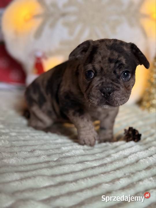 Buldog francuski do rezerwacji Częstochowa