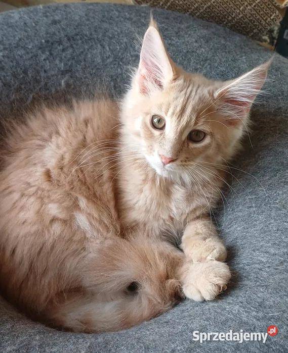 Kocurek Maine coon Kowalewo Pomorskie sprzedam
