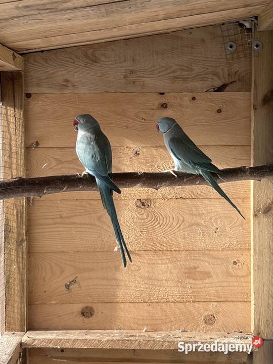 Para lęgowa aleksandrett obrożnych Stobno Siódme