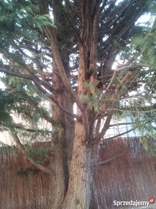 Sprzedam prawa do dzialki Rod Ogród