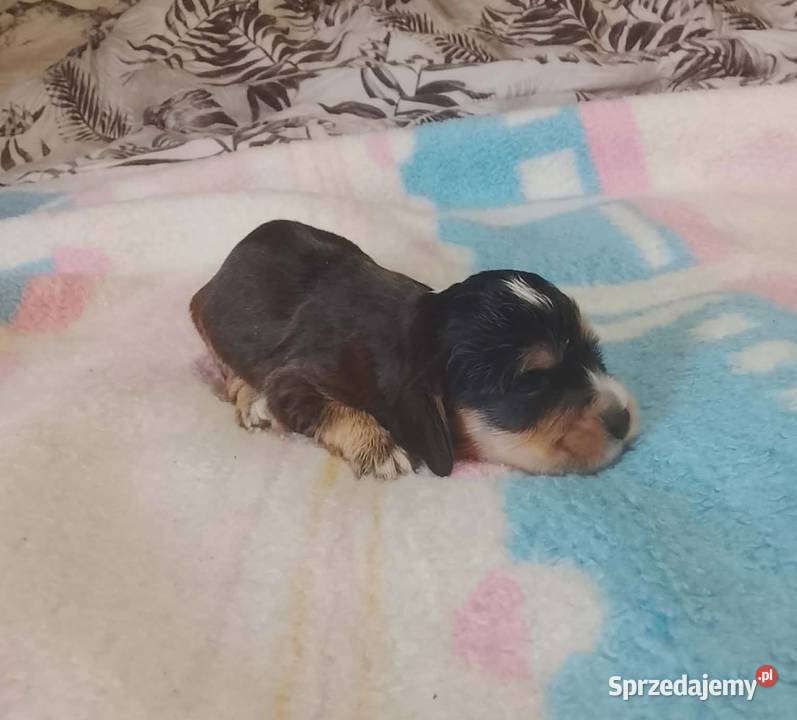 Cocker Spaniel Angielski Suczka Jutrosin