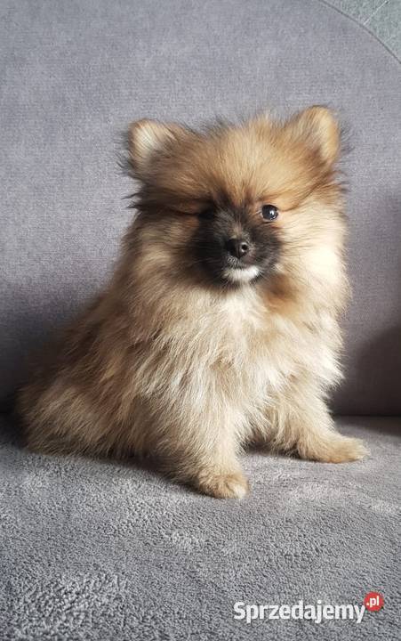Pomeranian szpic miniaturowy typ BOO Łagów