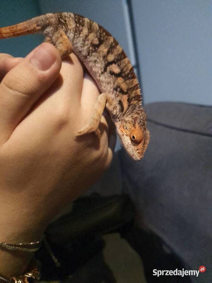 sprzedam kameleona lamparci Lubień Kujawski sprzedam