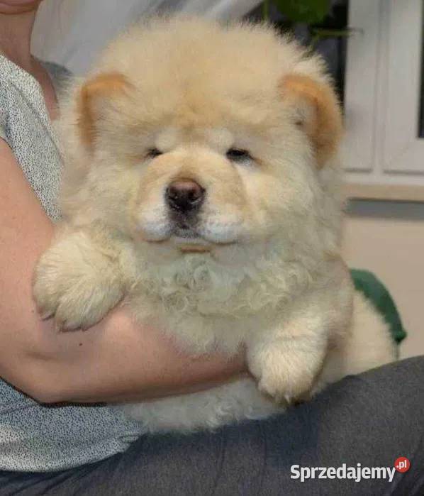 CHOW CHOW CZAU CZAU PIĘKNY CHŁOPAK Warszawa