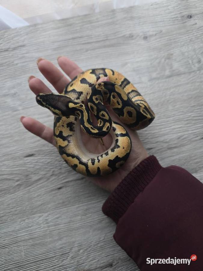 Pyton królewski samiec z 2025 Gady i płazy podlaskie sprzedam