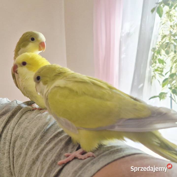 Sprzedam papugi mnicha nizinna ręcznie karmione Ptaki sprzedam