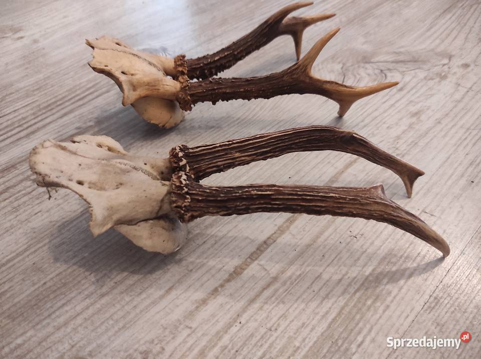 Poroza parostki sprzedam Częstochowa