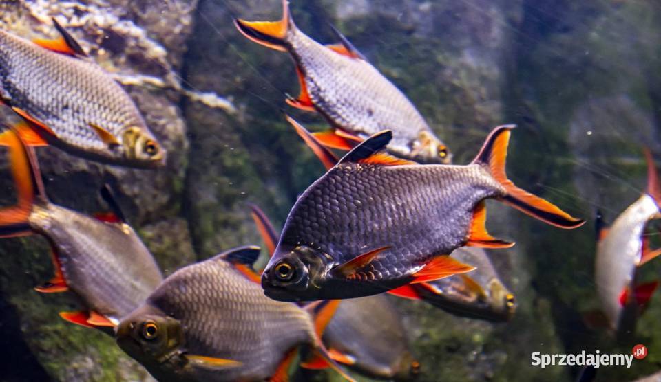 Brzanka Schwanenfelda wielka Barbonymus