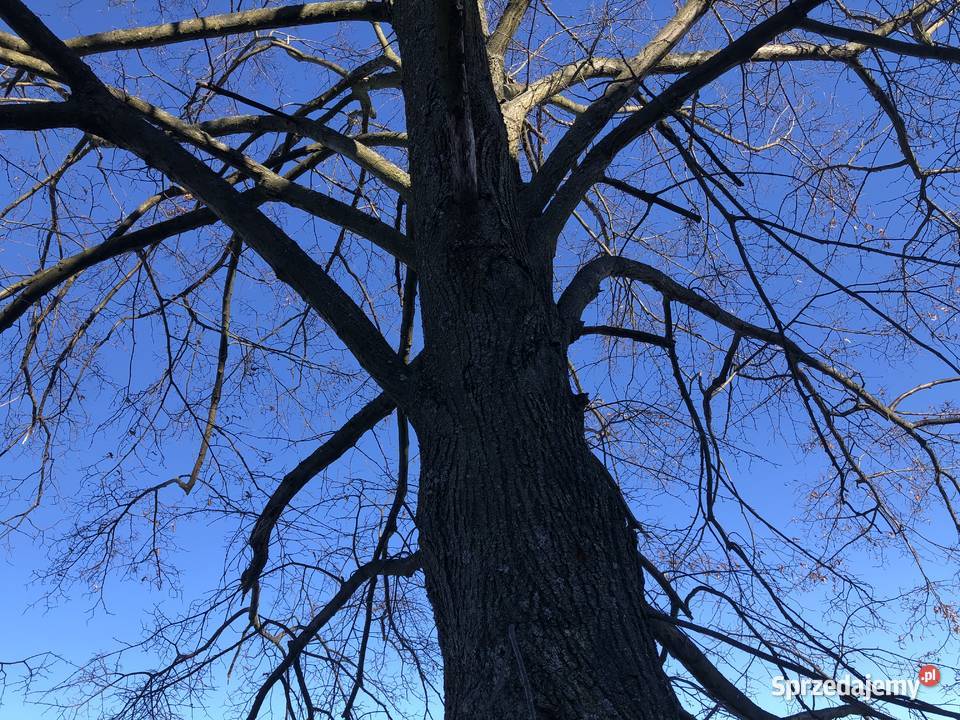 Sprzedam lipę małopolskie Limanowa