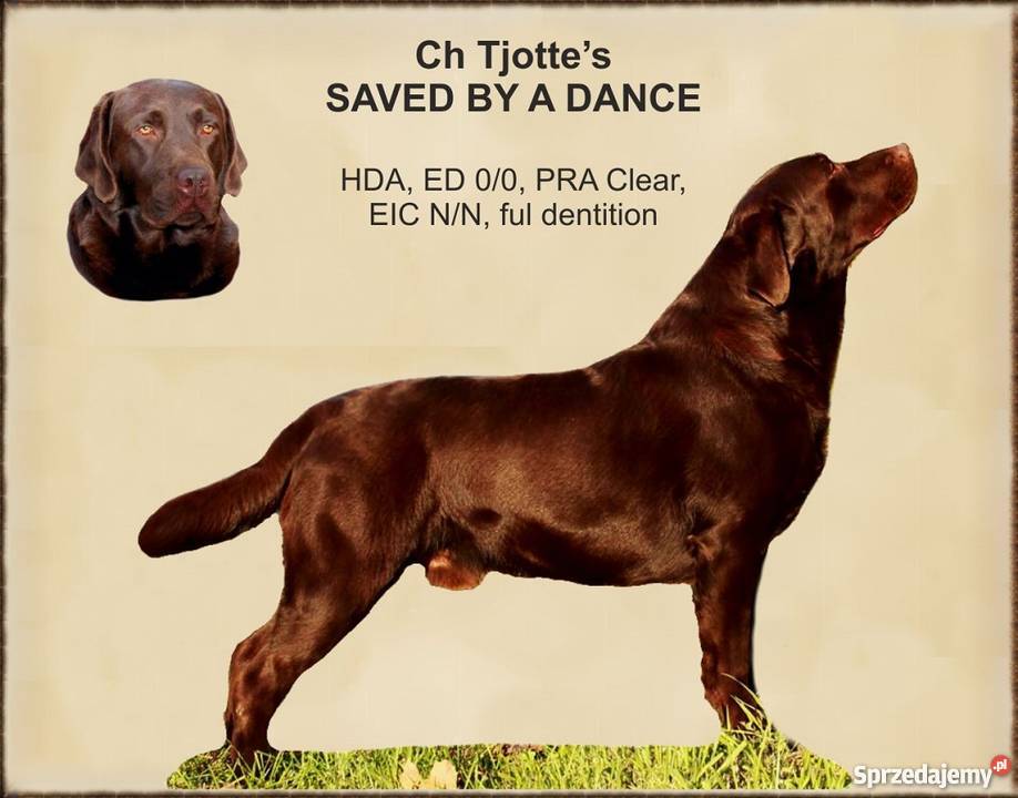 Szczeniaki Labrador Retriever zapowiedź ZKwP Psy Gdynia