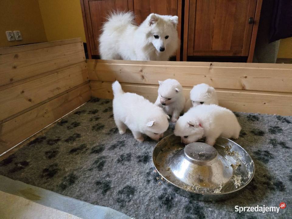 Szpic japoński Pozostałe sprzedam
