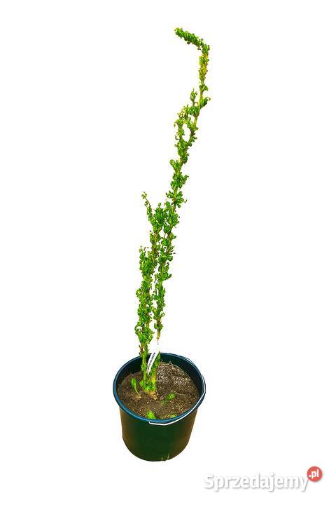 wierzby skalnicemikrobioty wisterie klonybudleje Giżycko sprzedam