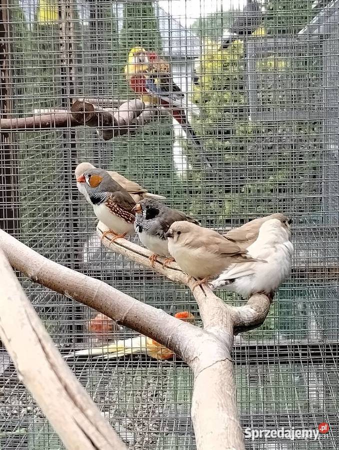 Zeberki młode Kościerzyna