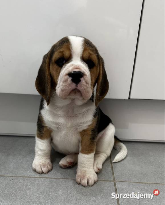 Beagle szczeniak mazowieckie Jedlińsk