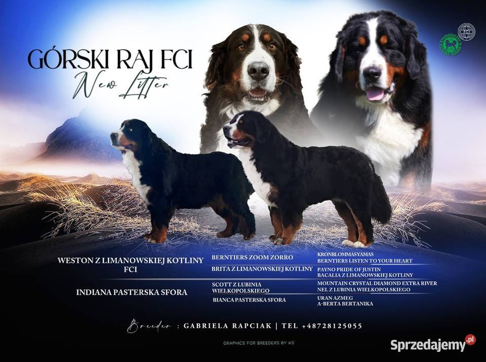 Bernenski Pies Pasterski fci Mszana Dolna