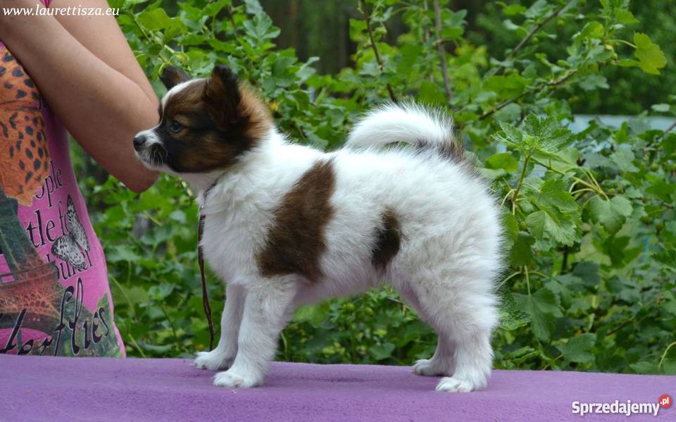 śliczny PAPILLON Spaniel Miniaturowy szczeniak Psy Pionki