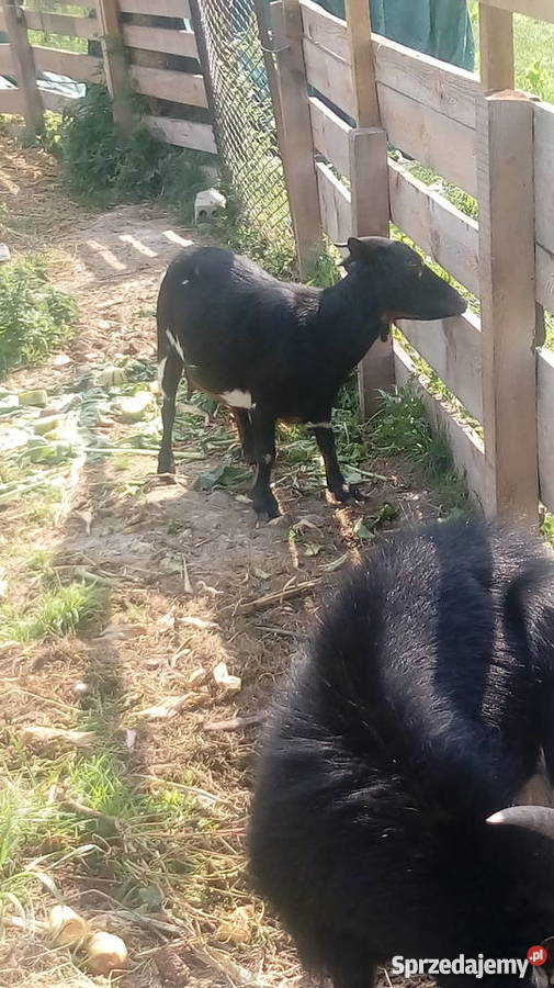 Spszedam kozy miniatórki karłowate Pozostałe Leśniowice sprzedam