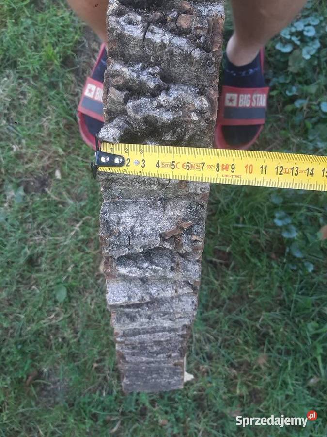 Plaster Orzecha Włoskiego 7075 Gruby 8 Na Stolik podkarpackie Wólka Pełkińska sprzedam