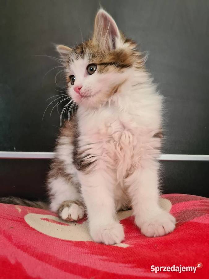 Maine Coon Drygulec