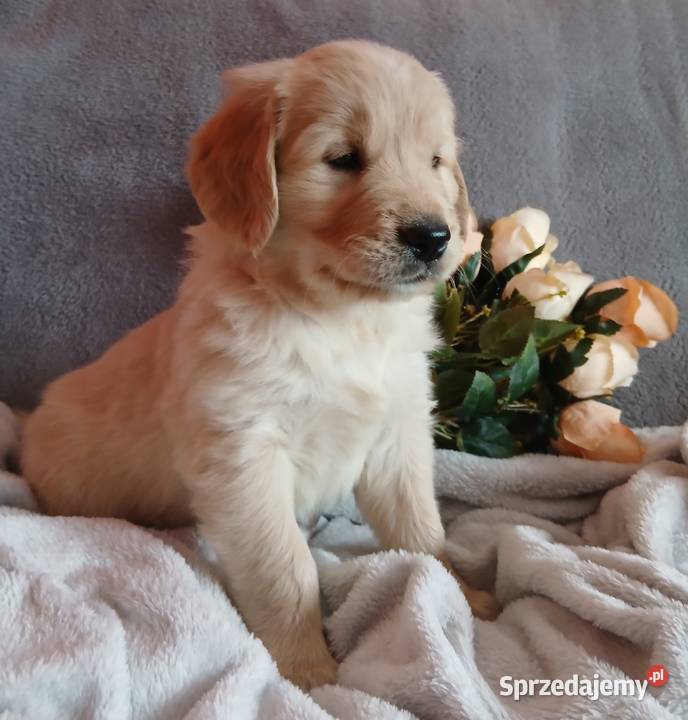 Golden Retriever śliczne szczenięta Toruń sprzedam