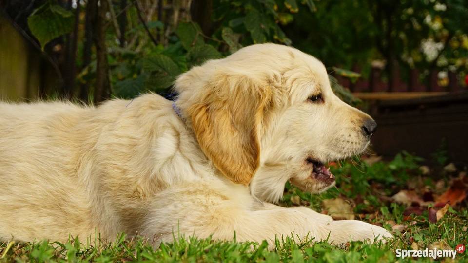 Golden Retriever rodowodowe ZKwP FCI goldeny łódzkie Łężki-Parcel sprzedam