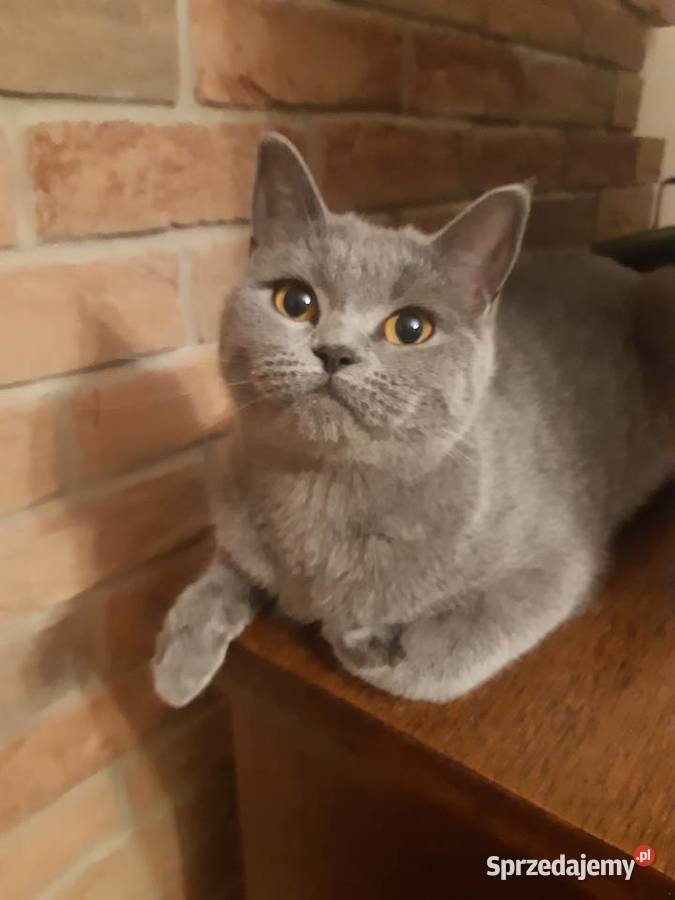 Kotki brytyjskie sprzedam