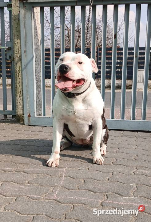 American Staffordsihre Terrier szczeniak Amstaff Konin