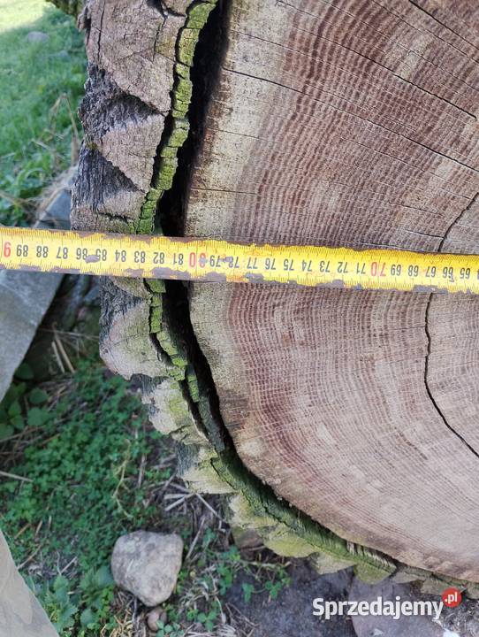 Kłoda dębowa sucha Leśnictwo kujawsko-pomorskie Janowiec Wielkopolski