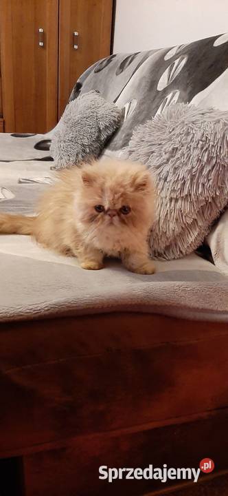 Kocurek Perski Bydgoszcz