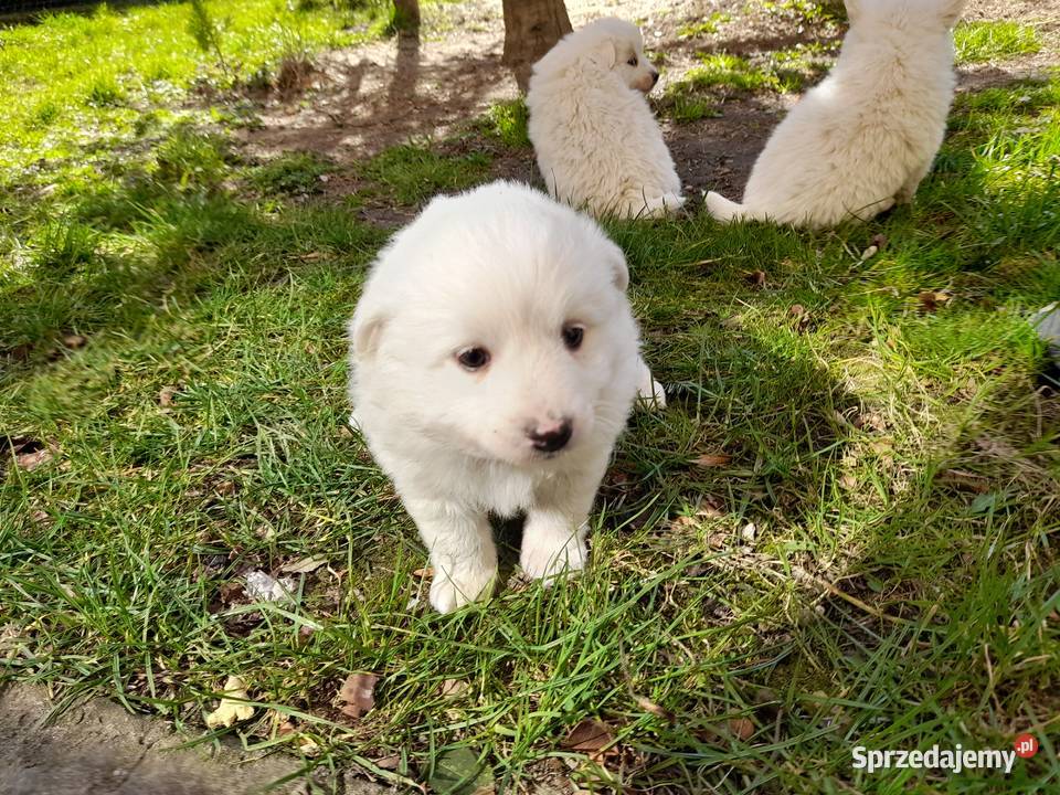 Szpic niemiecki średni szczenięta Dębica