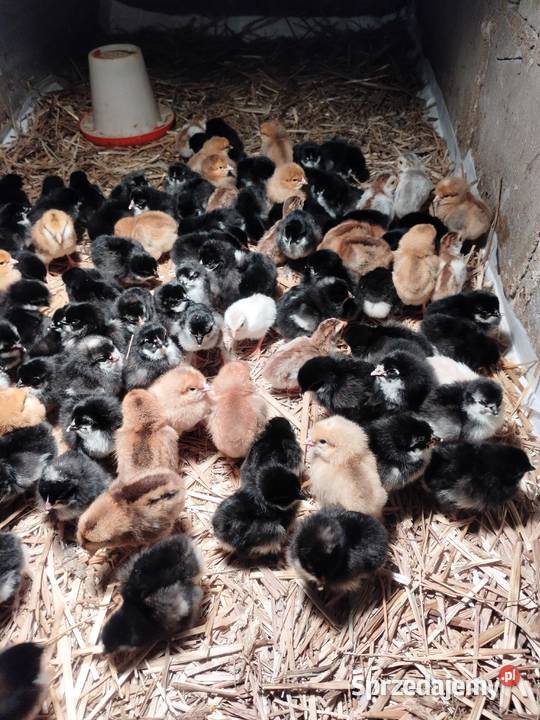 Kurczaki Marans Dark Shell Rzewnie